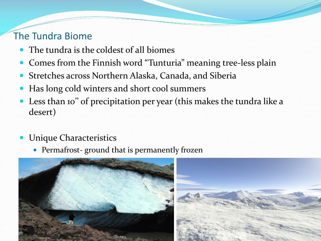 Tundra Land Biome Description And Characteristics