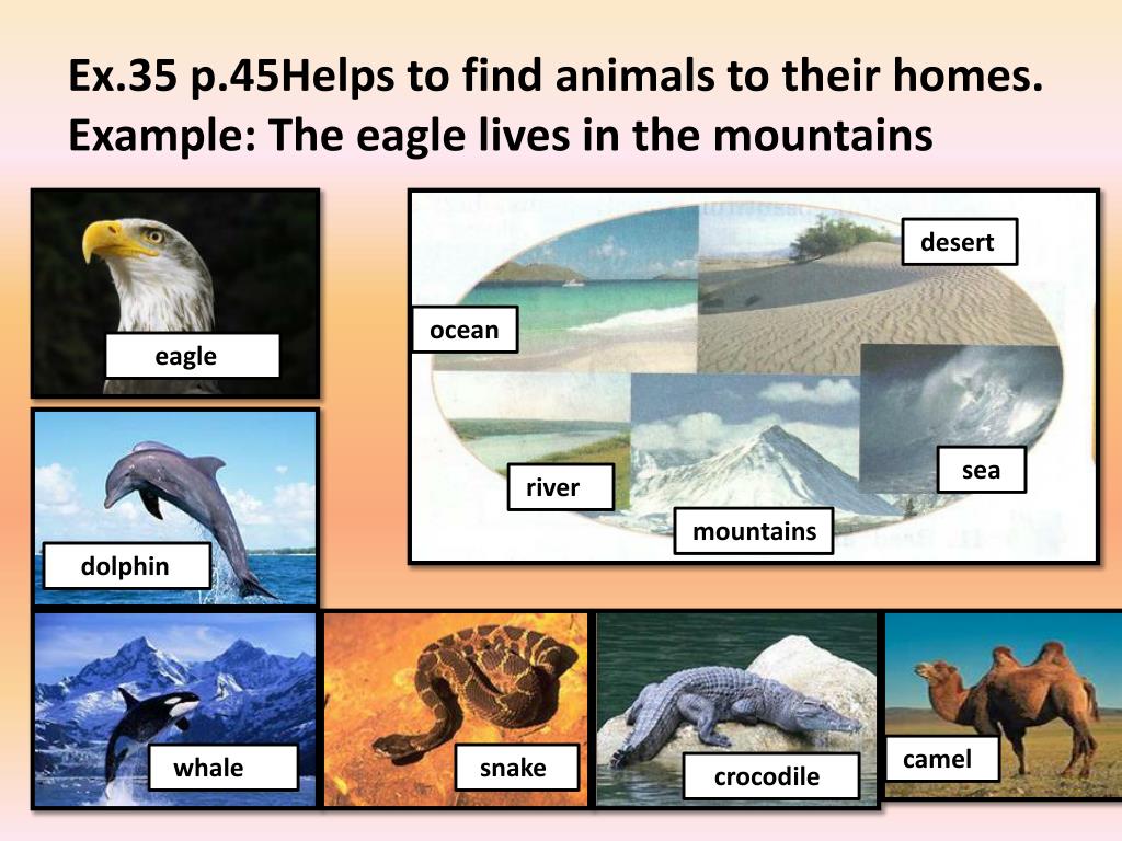 Where they live. Where do animals Live. Where animals Live for Kids. Where animals Habitats. Where do Sea animals Live.