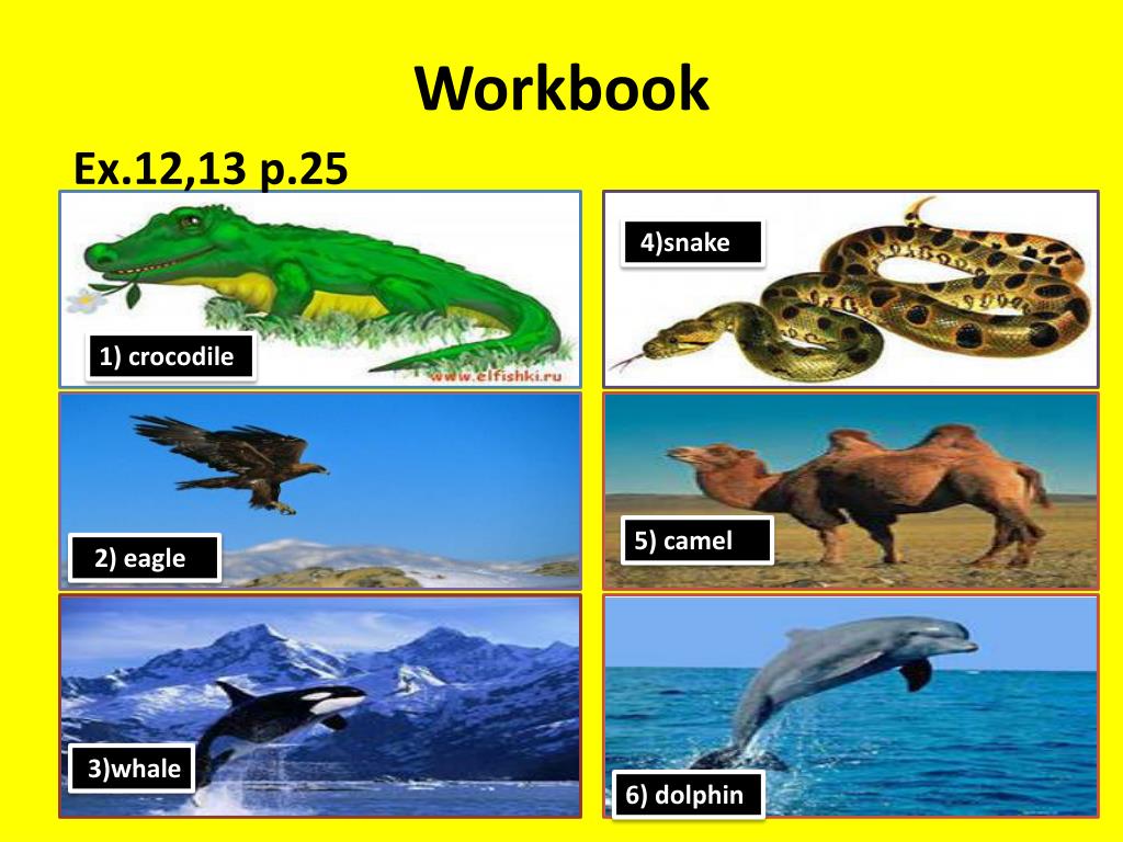 PPT “ Places Where Animals Live ( Habitat )” PowerPoint Presentation