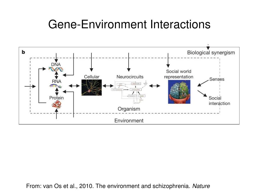 PPT - Genes and environment: The complex etiology of psychiatric ...