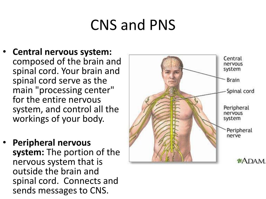 HBS ECA PowerPoint Presentation free download Biology Diagrams