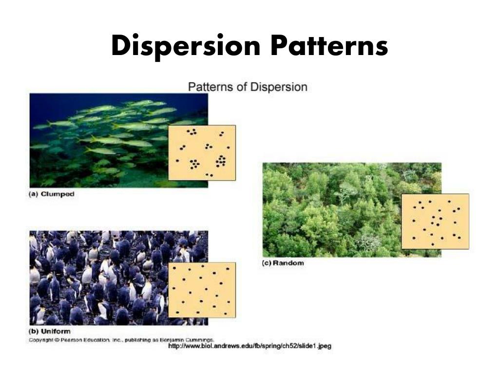 PPT Understanding Populations PowerPoint Presentation, free download