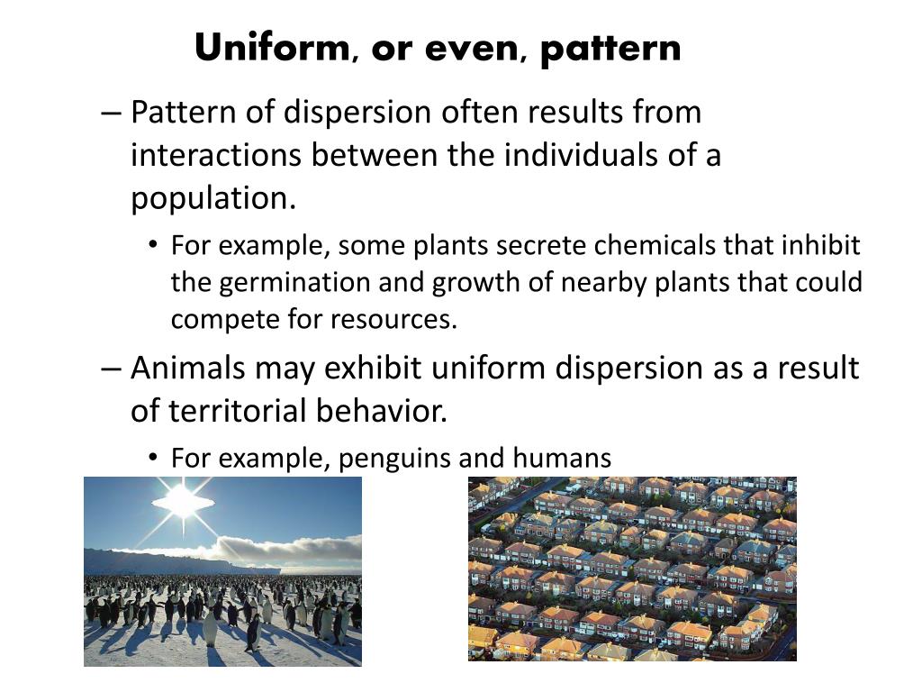 PPT Understanding Populations PowerPoint Presentation, free download