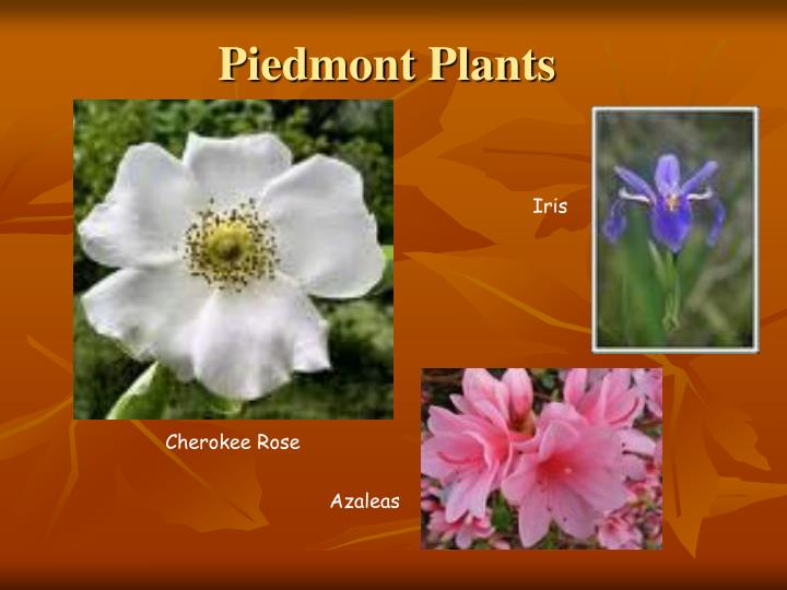 PPT - Georgia Habitats PowerPoint Presentation - ID:1541922