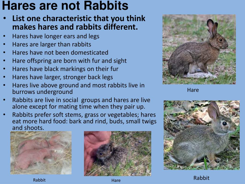 Rabbits have got long. Bunny Hare Rabbit разница. Hare описание. Hare на английском языке. Карточки по английскому Hare.