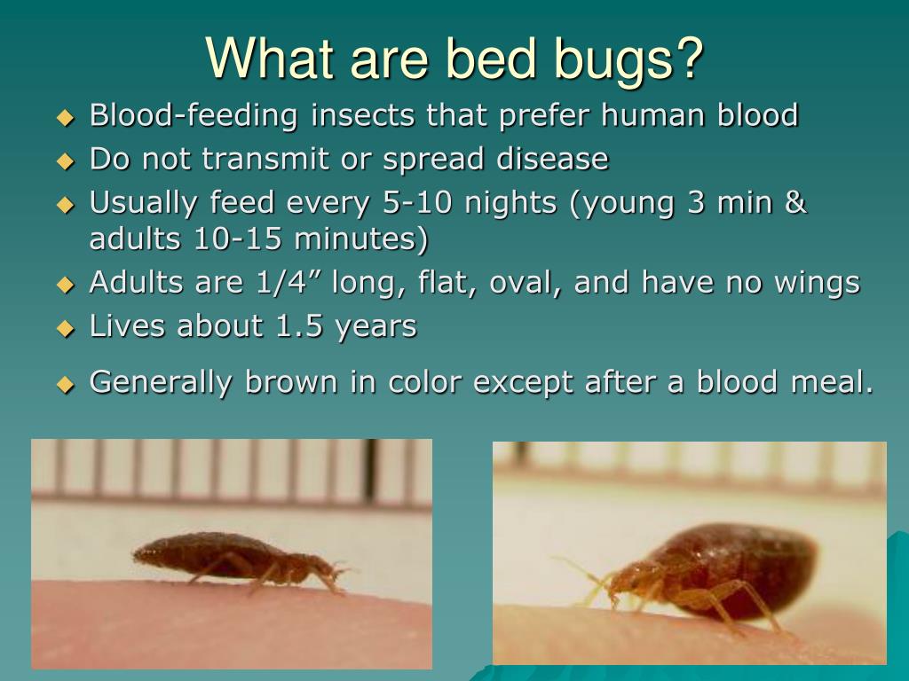 PPT Shining a light on these Nocturnal parasites PowerPoint Presentation ID1545037