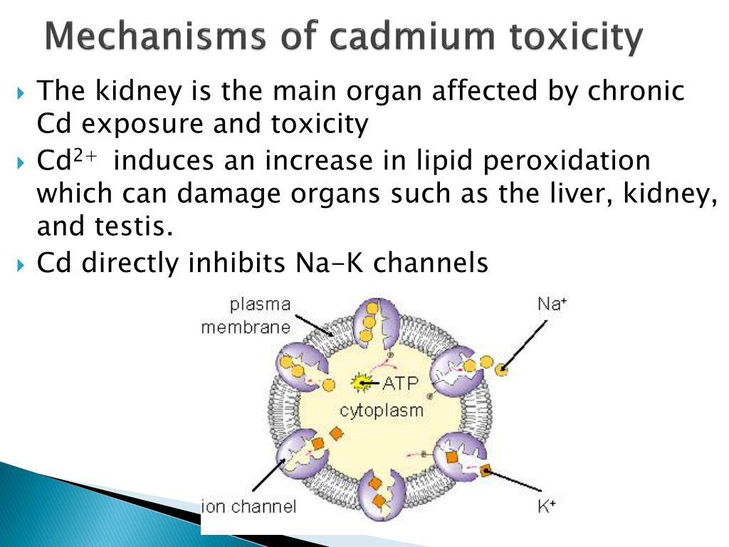 Cadmium Toxicity Mechanisms