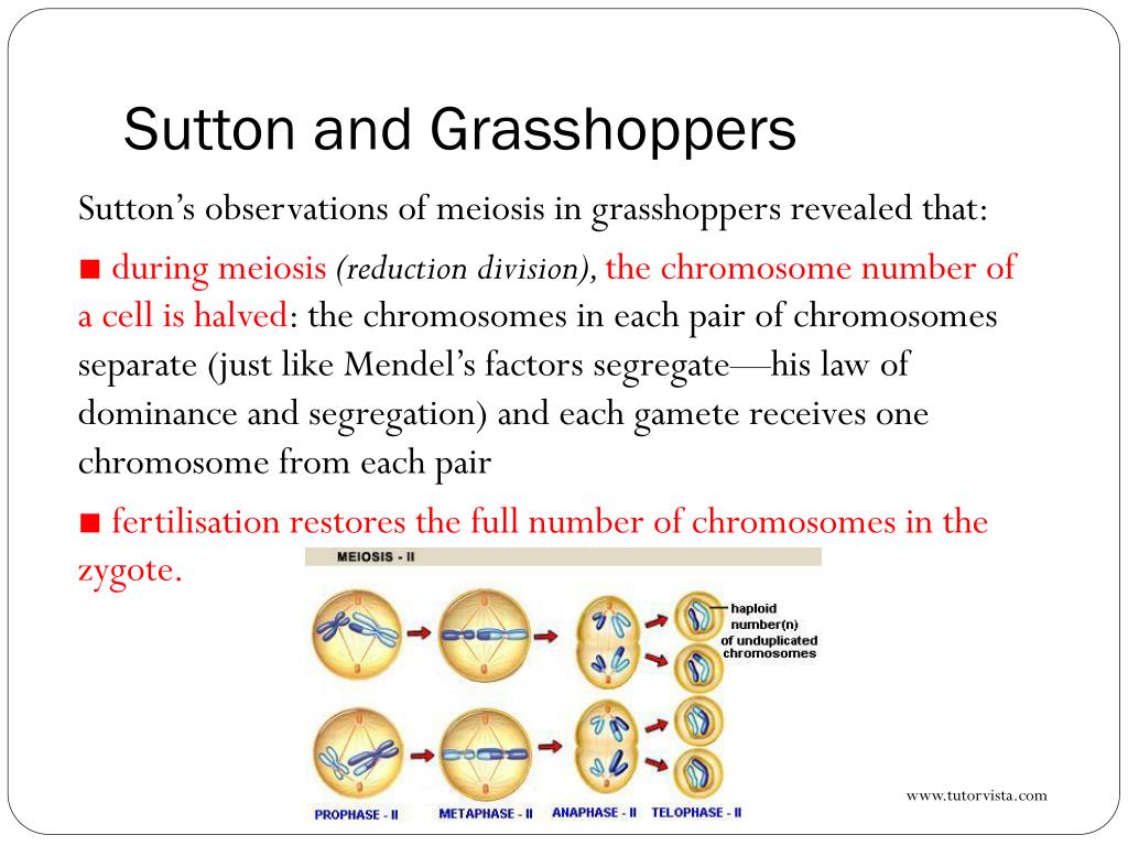 PPT Blueprint of Life Topic 10 Sutton and Boveri PowerPoint Presentation ID1552434