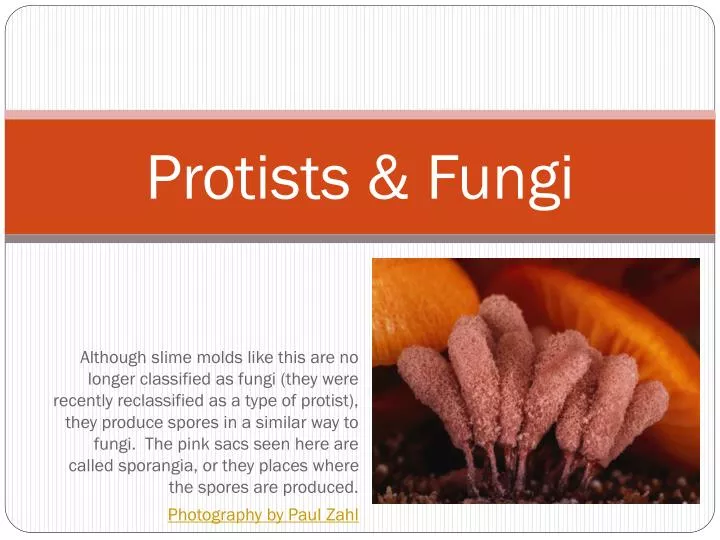 protists and fungi protists and fungi