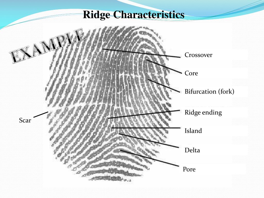 bifurcation fingerprint