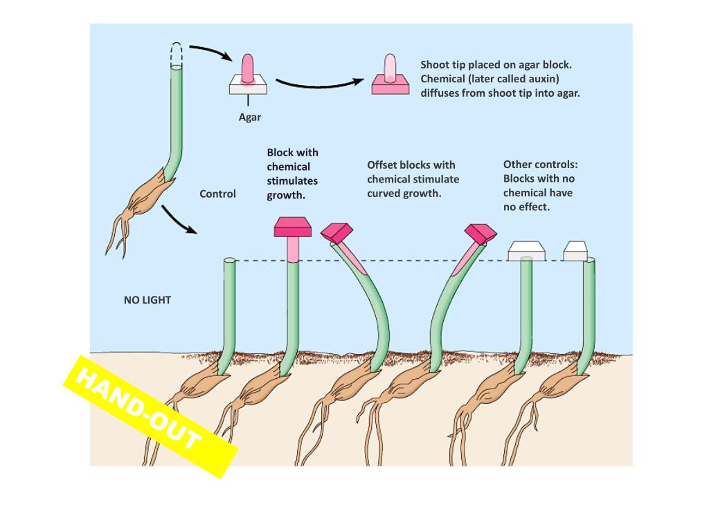 Abiotic factor кузнец Abiotic factor кузнец