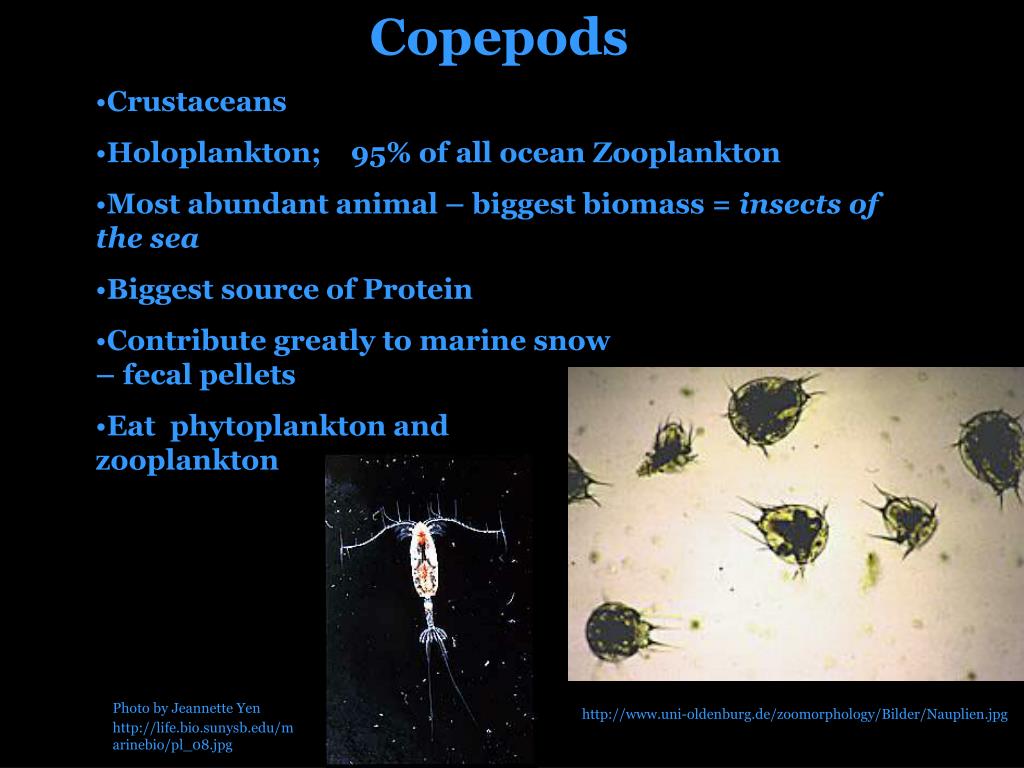 Планктон план z. Экологическое описание зоопланктона. Виды зоопланктона с названиями. Зоопланктон индикатор качества воды. Зоопланктон составляют
