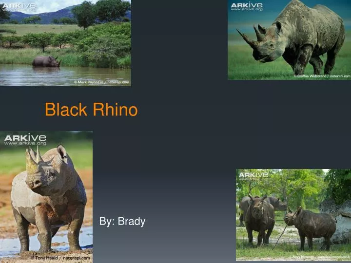 black rhino n.