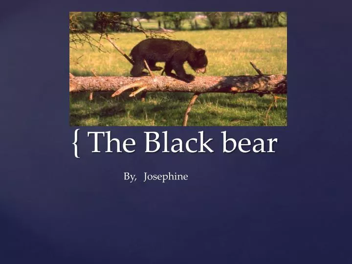 the black bear n.
