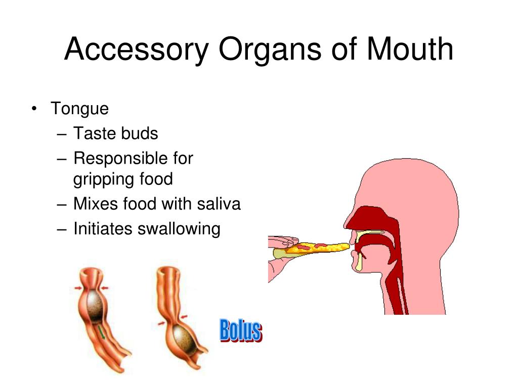 PPT - Digestive System PowerPoint Presentation, free download - ID:1556634