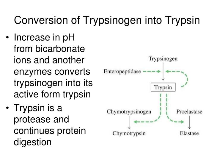 PPT Digestive System PowerPoint Presentation ID1556634