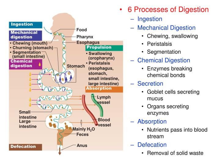 ppt digestive system powerpoint presentation id 1556634 chemical digestion