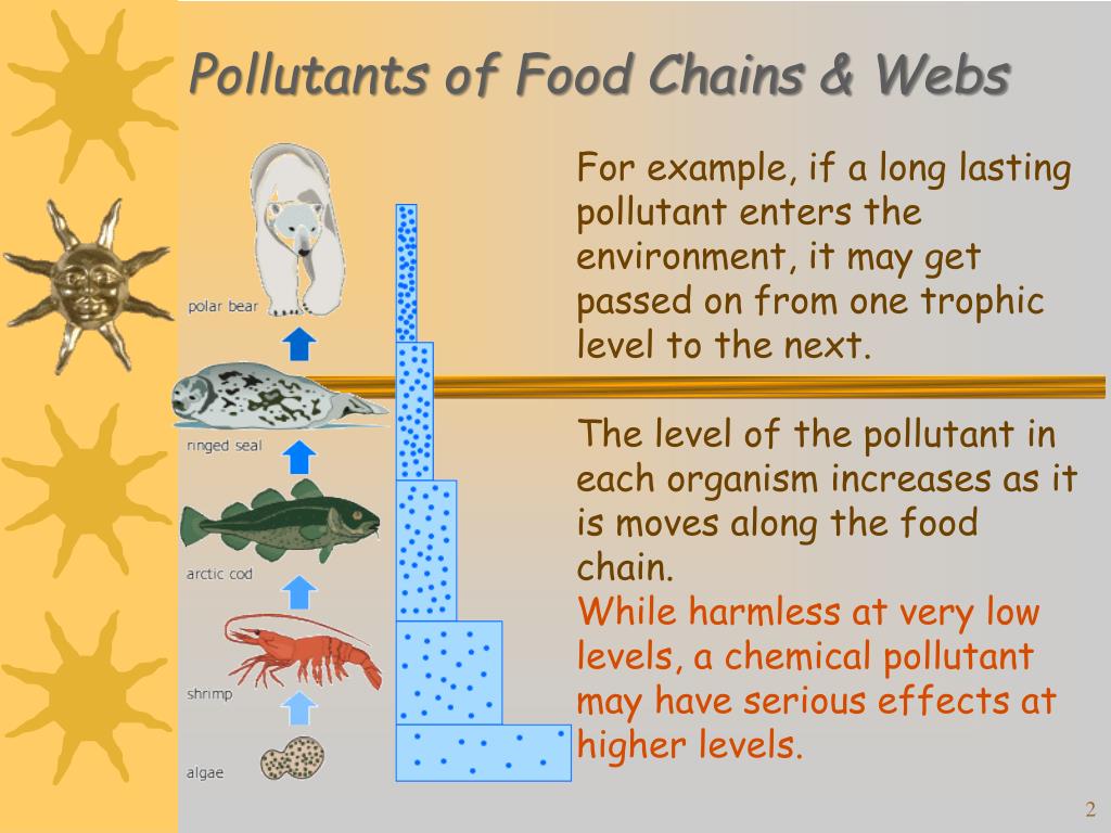 Pollutants of Food Chains Webs PowerPoint Presentation Biology Diagrams