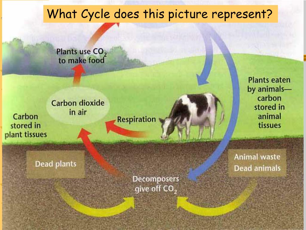 Use carbon dioxide. Oxygen Carbon dioxide. Carbon dioxide and Oxygen Cycle. Oxygen Chemical properties. Оксигена и карбона.