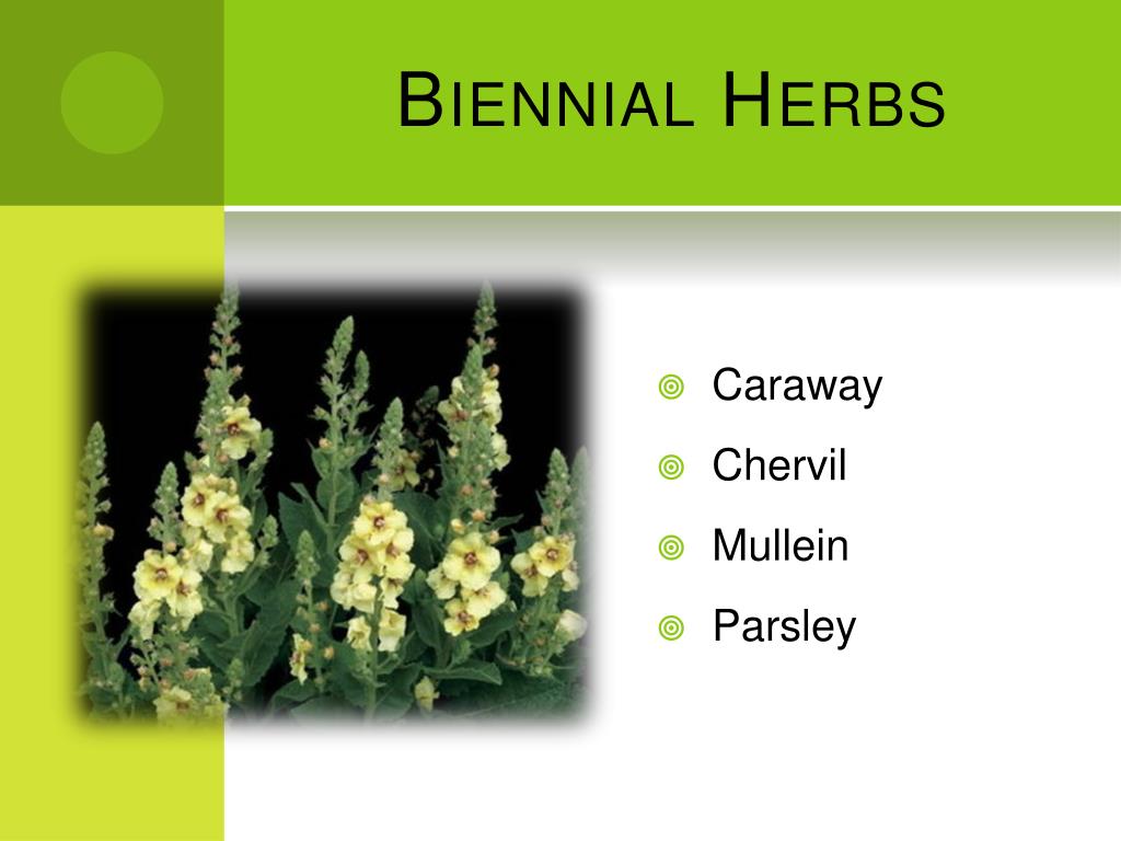 PPT Growing Herbs in North Texas PowerPoint Presentation, free