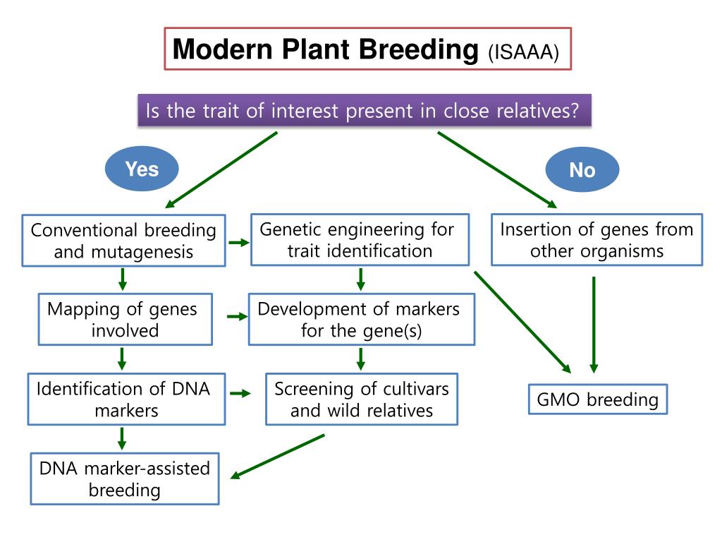 Plant breeding