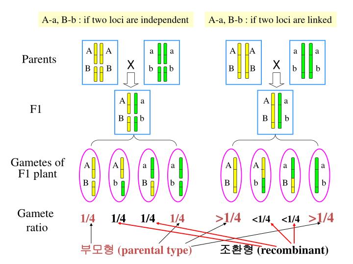 PPT - I. Introduction To Plant Breeding PowerPoint Presentation - ID ...