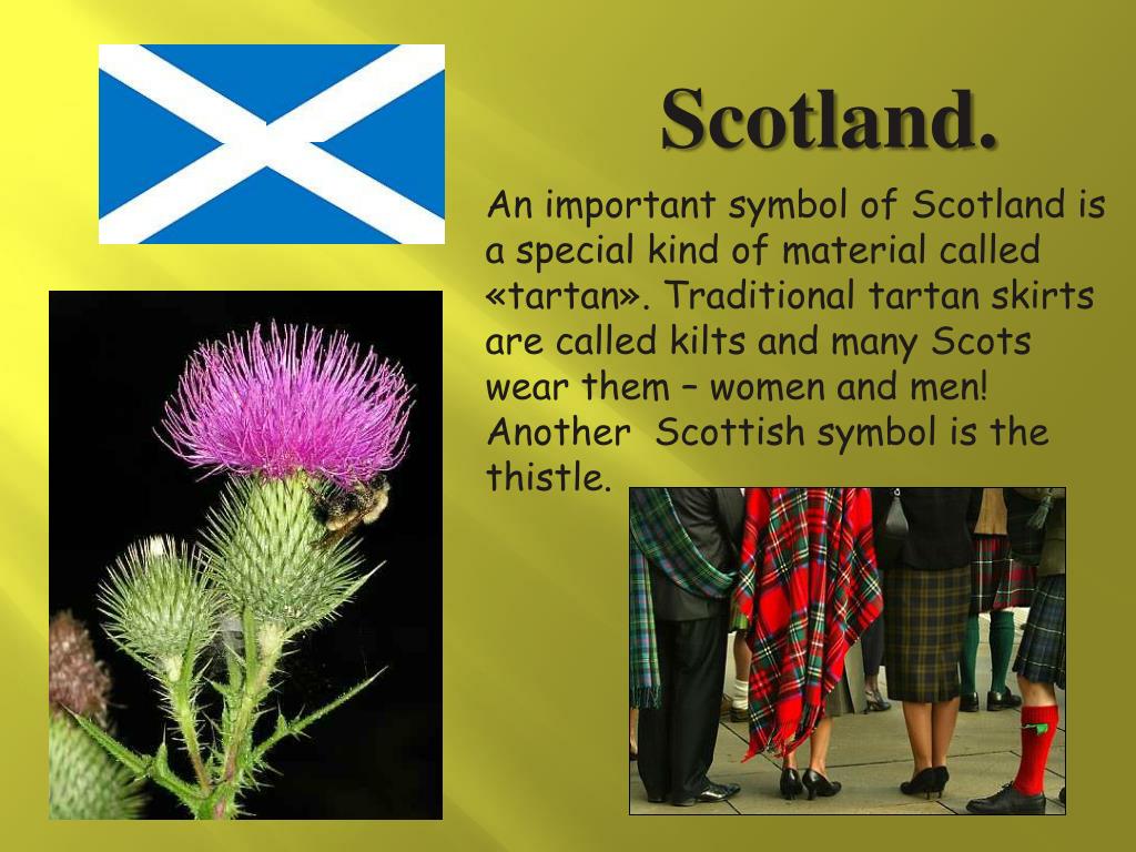 Scotland plants. Чертополох Шотландия. Символ Шотландии. Чертополох символ Шотландии. Шотландские национальные символы.