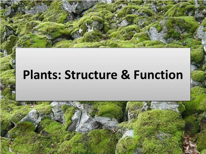 Ppt Plants Structure Function Powerpoint Presentation - 