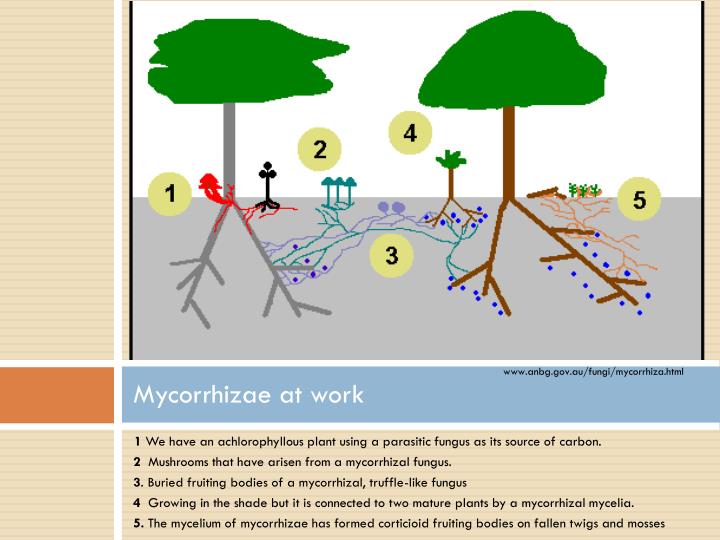 PPT Mycorrhizae PowerPoint Presentation ID1560652