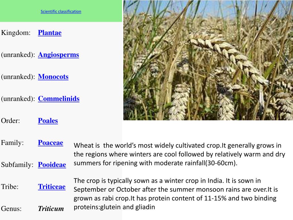 PPT Morphology,Cultivation ,Area of cultivation&High yielding
