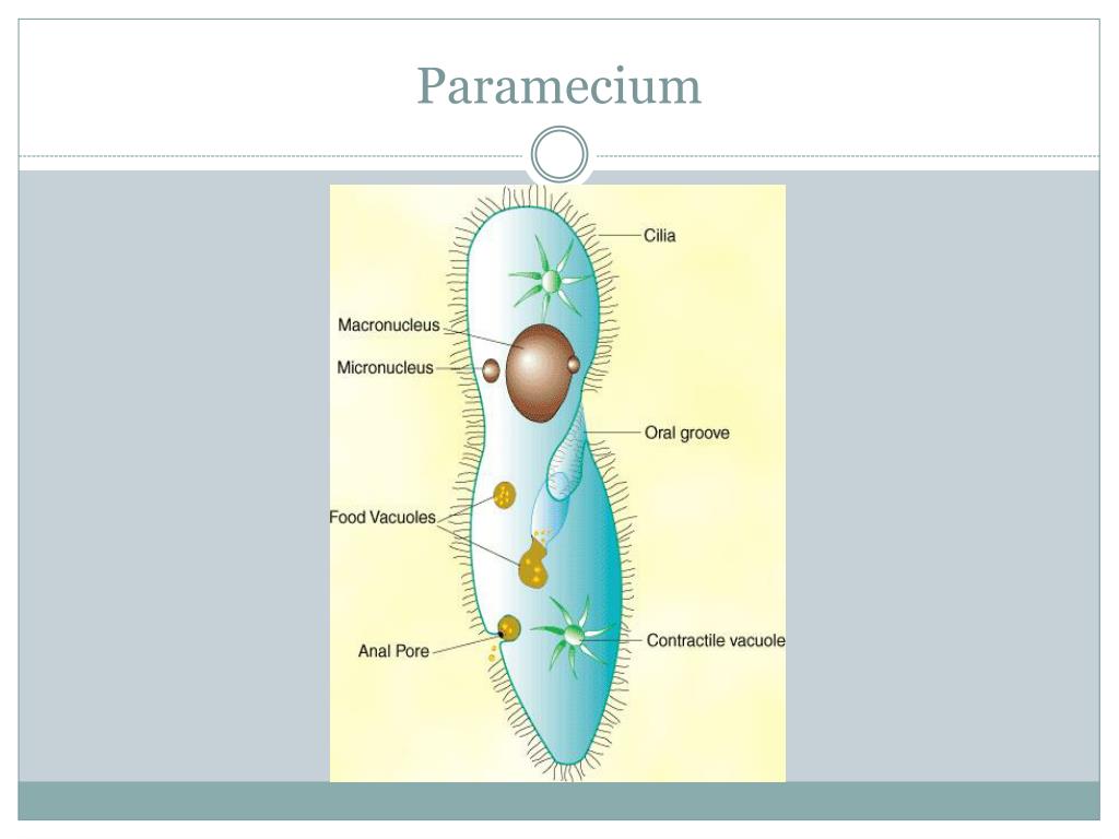 PPT - Structure and Function of Single Celled Organisms PowerPoint ...