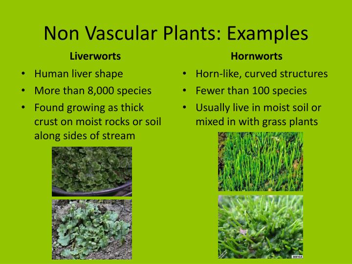 non vascular plant example Plants chapter ppt download.
