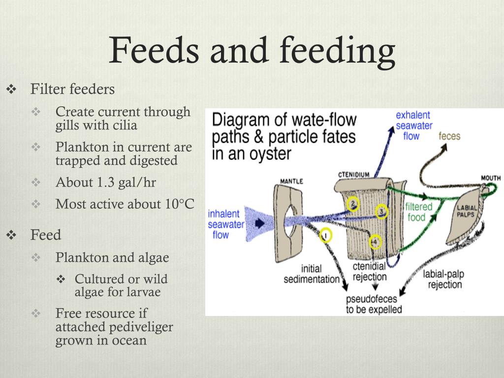 algae species feed for oyster spat algae species feed for oyster spat
