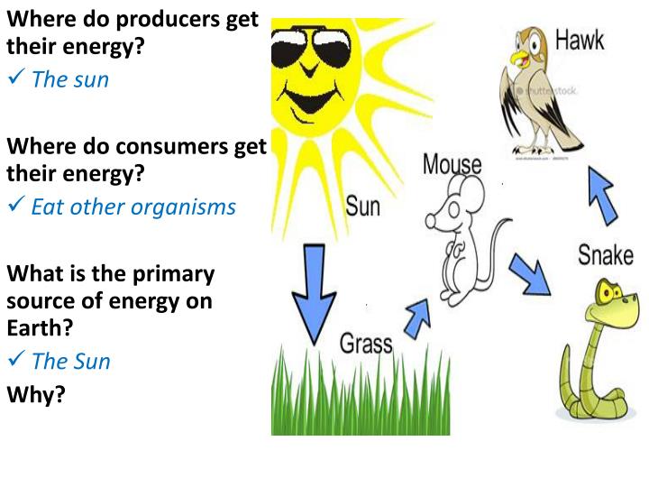 PPT AIM How do plants & animals depend on each other and their