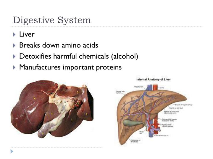 PPT Homeostasis PowerPoint Presentation ID1562690