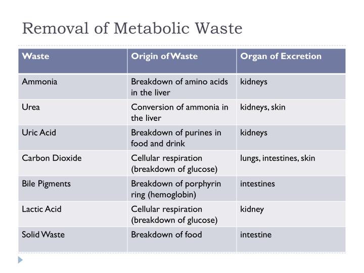 PPT Homeostasis PowerPoint Presentation ID 1562690 ppt-homeostasis-powerpoint-presentation-id-1562690