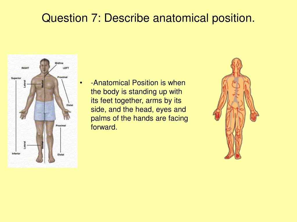 PPT - Human Anatomy and Physiology PowerPoint PowerPoint Presentation