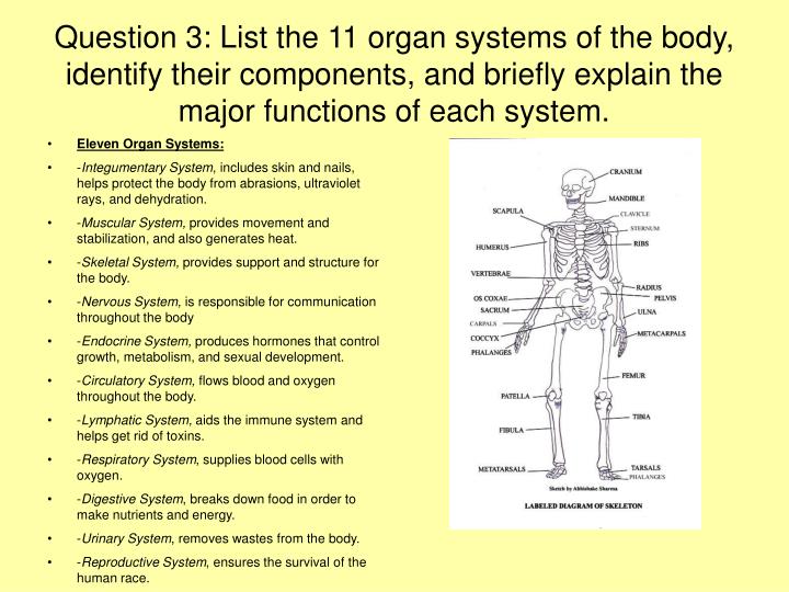 PPT - Human Anatomy and Physiology PowerPoint PowerPoint Presentation