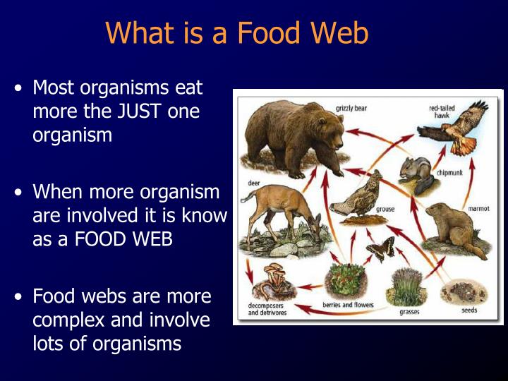 Which Organism In A Food Web Has The Most Energy Which Organism In A Food Web Has The Most Energy