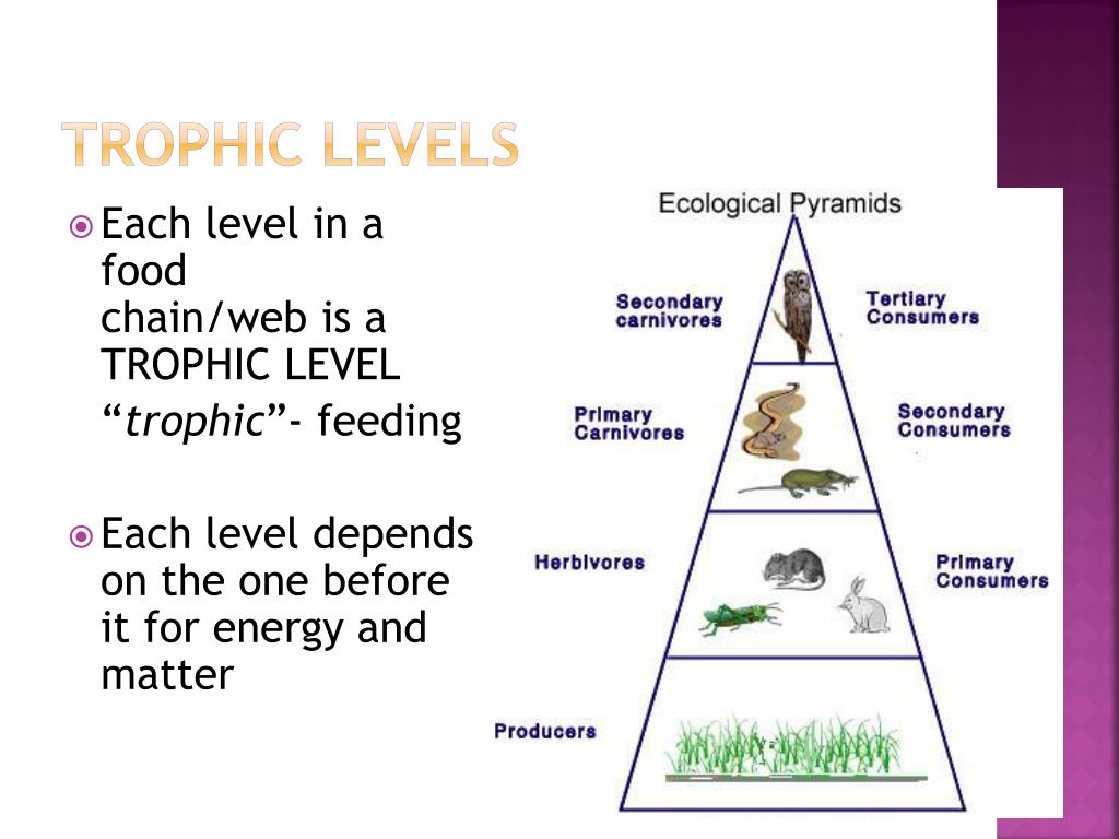 PPT - Matter and Energy in an ecosystem PowerPoint Presentation, free ...