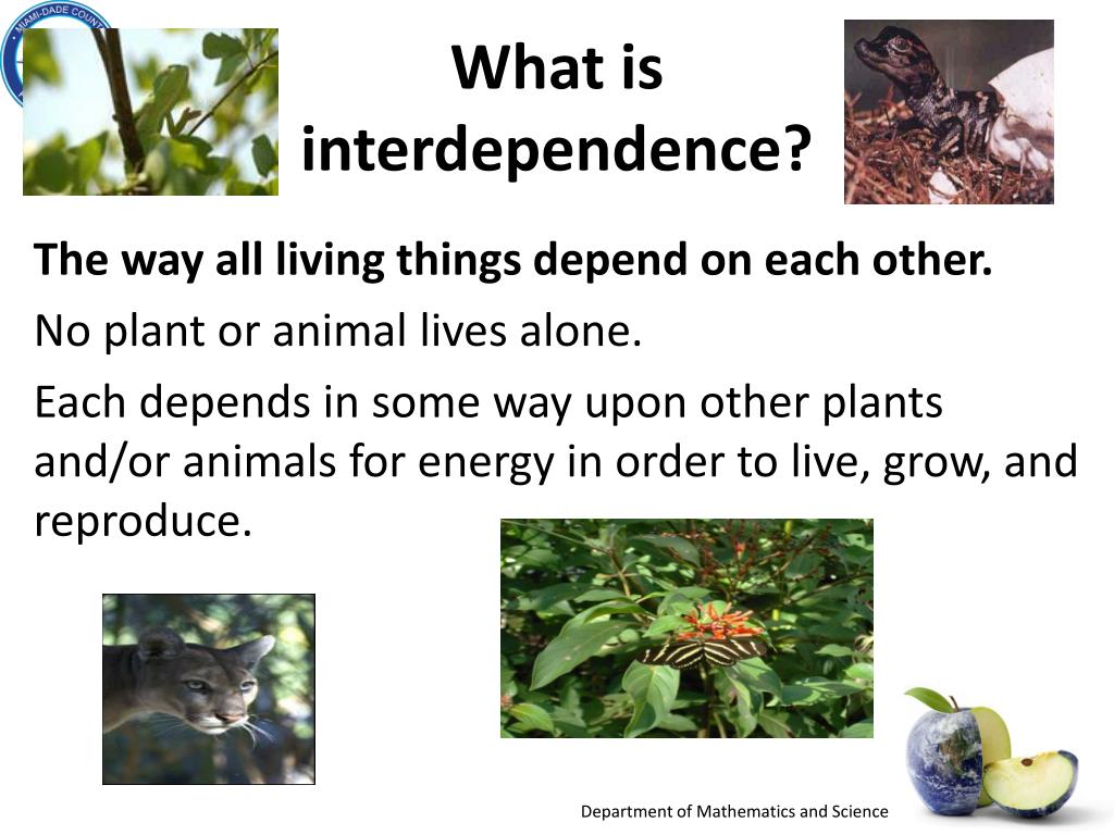 PPT Big Idea 17 Interdependence Needs of Organisms