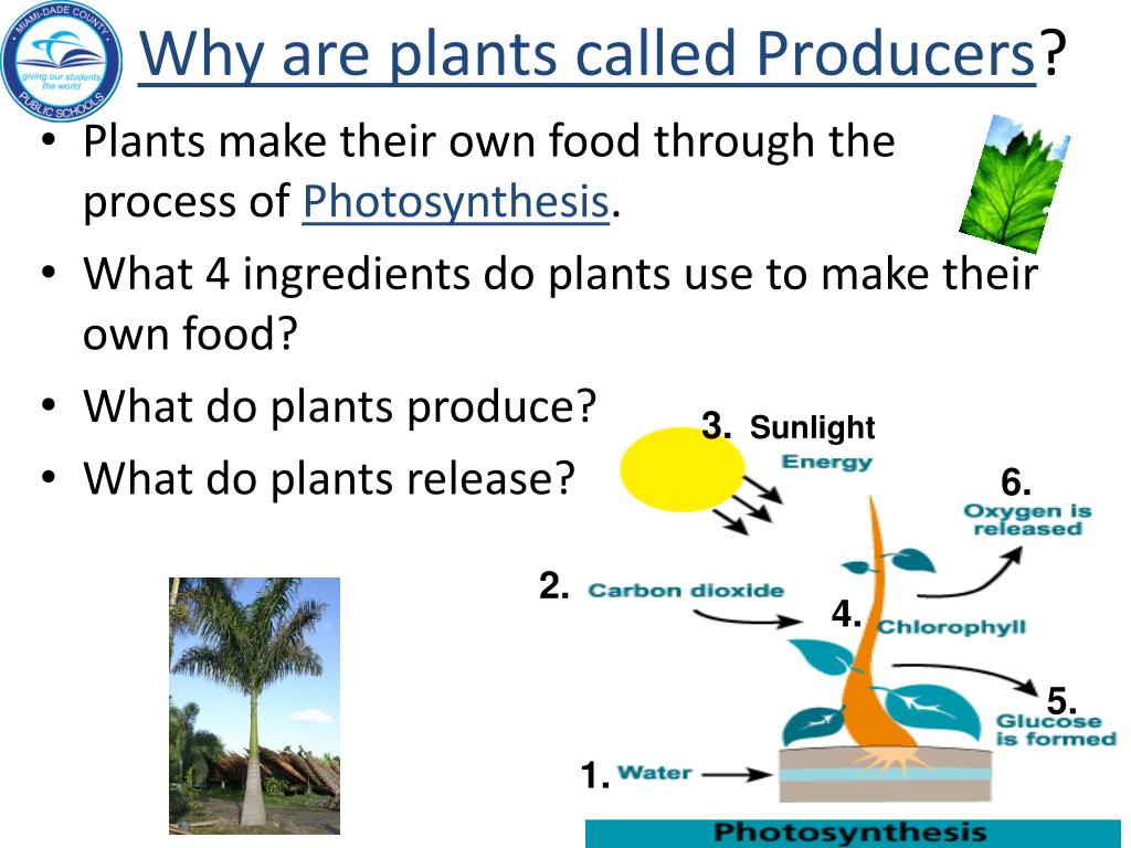 PPT Big Idea 17 Interdependence Needs of Organisms