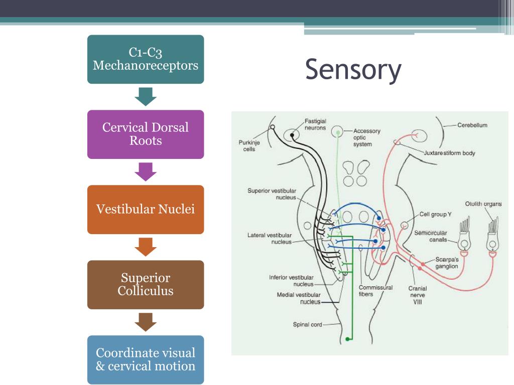 PPT - Cervicogenic Dizziness Differential Diagnosis & Treatment ...