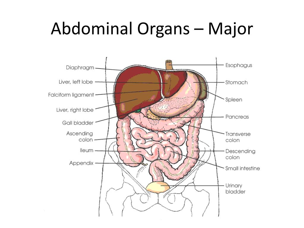 Органы живота. Секционная анатомия брюшной полости. Органы брюшной полости человека для детей. Тонкий кишечник и мочевой пузырь.