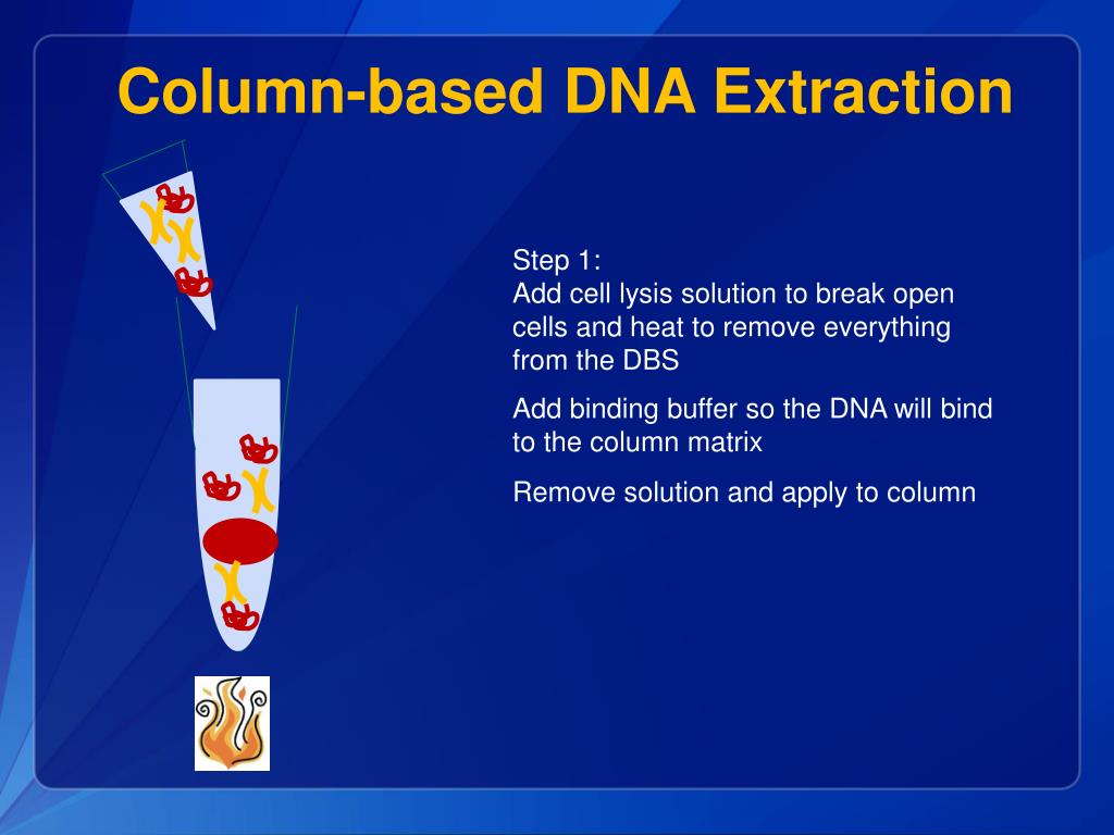 PPT - DBS DNA Extraction, Validation & Quantitation PowerPoint ...