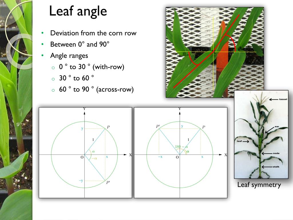 PPT Corn ( Zea mays L.) Leaf Angle, Emergence, Light Interception and
