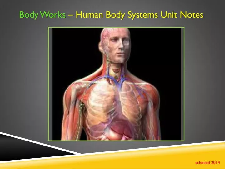 PPT - Body Works – Human Body Systems Unit Notes PowerPoint