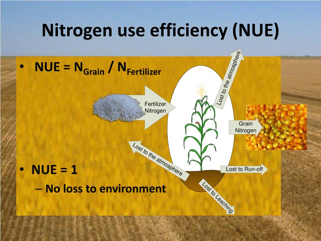 PPT Nitrogen Use Efficiency PowerPoint Presentation Free Download 