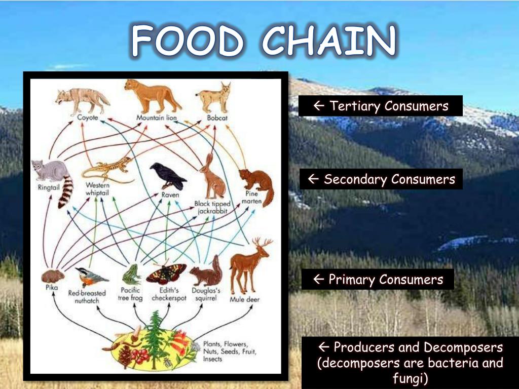 MOUNTAIN BIOME PowerPoint Presentation, free download Biology Diagrams