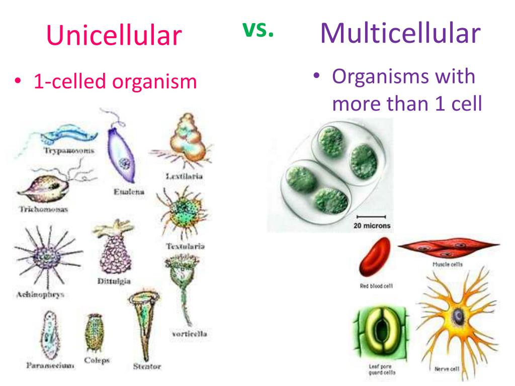 unicellular-and-multicellular-organisms-examples-my-xxx-hot-girl
